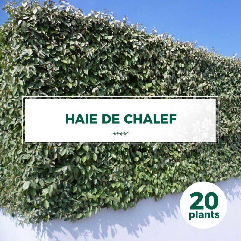 20 Elaeagnus (Elaeagnus ebbingei) - Haie de Chalef -  - Pépinières Naudet - Imagen 1