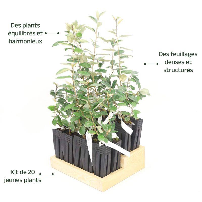 20 Elaeagnus (Elaeagnus ebbingei) - Haie de Chalef -  - Pépinières Naudet - Imagen 4