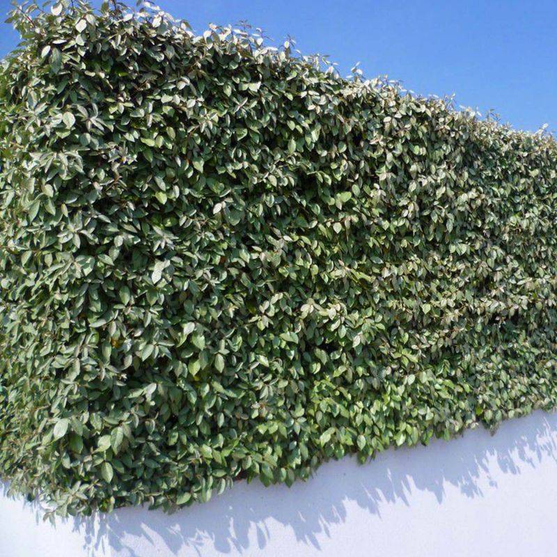 20 Elaeagnus (Elaeagnus ebbingei) - Haie de Chalef - - Pépinières Naudet - Image 2