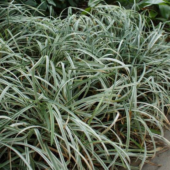 Liriope spicata Silver Dragon Godet de 8/9 cm