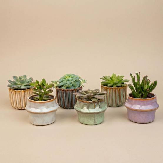 Plantes grasses en mini pot céramique - lot de 6 - Ø6cm - Plantes d’intérieur - Image 1