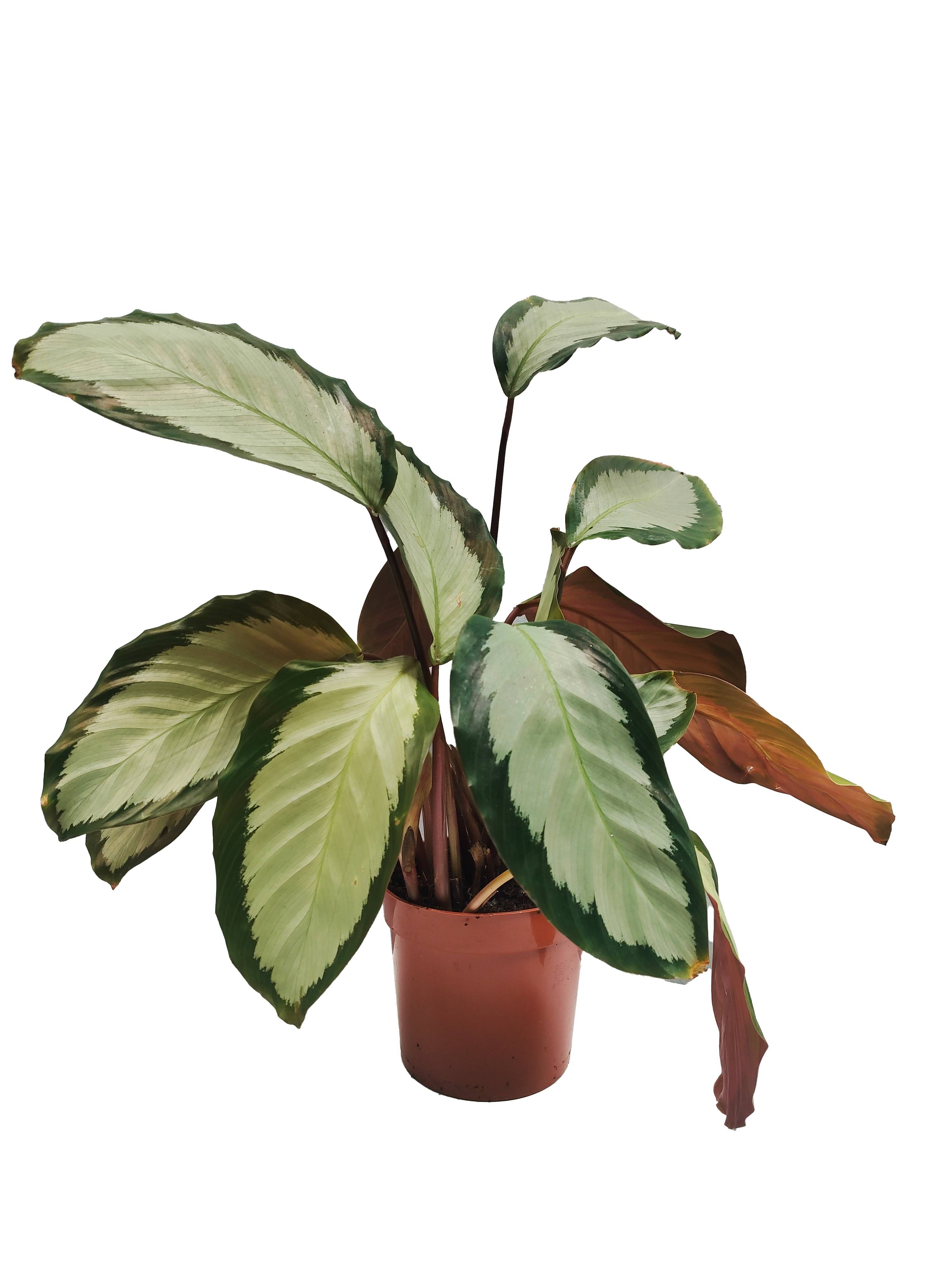 Horti-Flandre - Calathea Picturata Pot 12cm