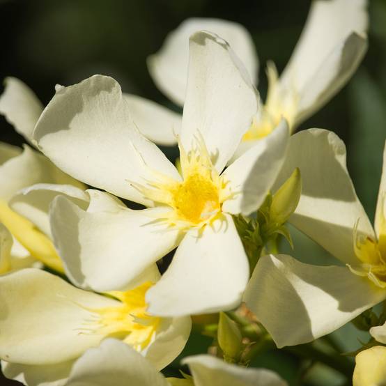 Promesse de Fleurs - Laurier-rose Isle of Capri – Nerium oleander Pot de 3L/4L