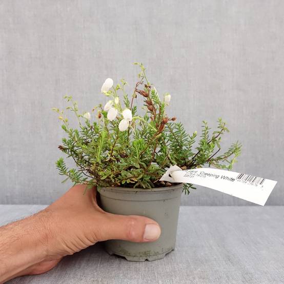Daboecia cantabrica Creeping White - Bruyère de Saint Daboec Pot de 12 cm / 13 cm - Image 2