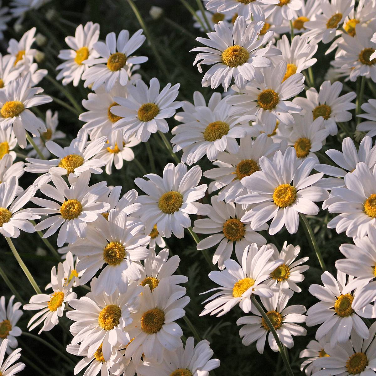 Promesse de Fleurs - Leucanthemum x superbum Brightside - Grande marguerite Godet de 8/9 cm