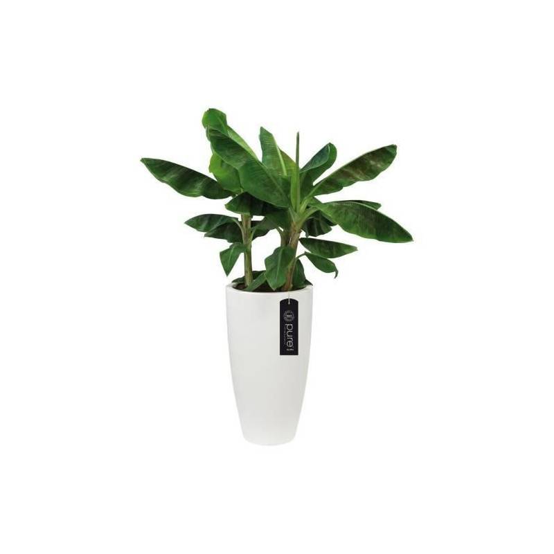 Elho - Pure Soft Round High 35 Blanc - Imagen 2