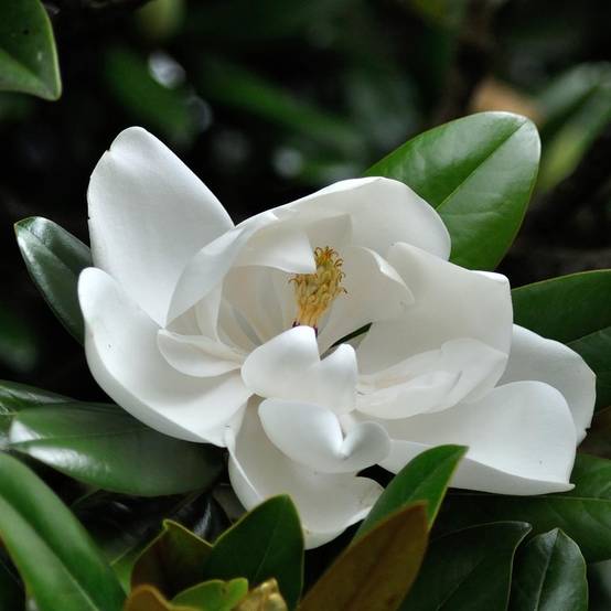 Promesse de Fleurs - Magnolia grandiflora Purpan Godet de 8/9 cm