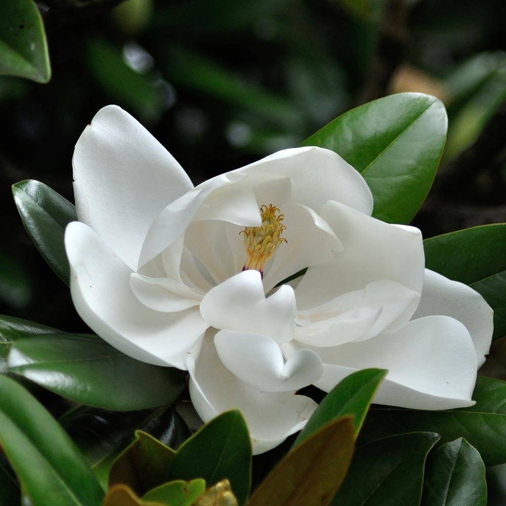 Promesse de Fleurs - Magnolia grandiflora Purpan Godet de 8/9 cm