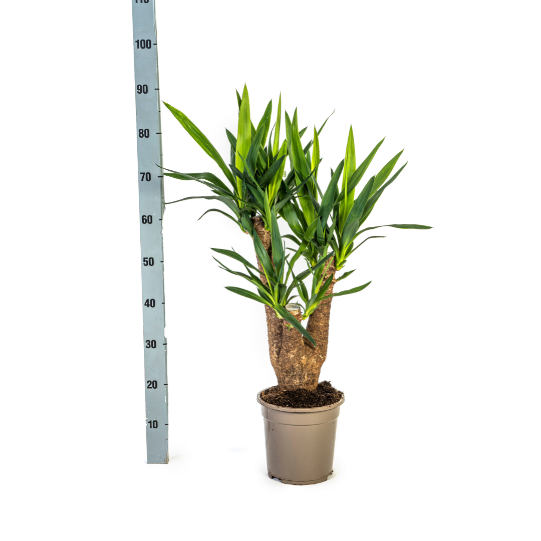 La Green Touch - Yucca Elephantipes Ramifiée - D21 H60cm - Image 3