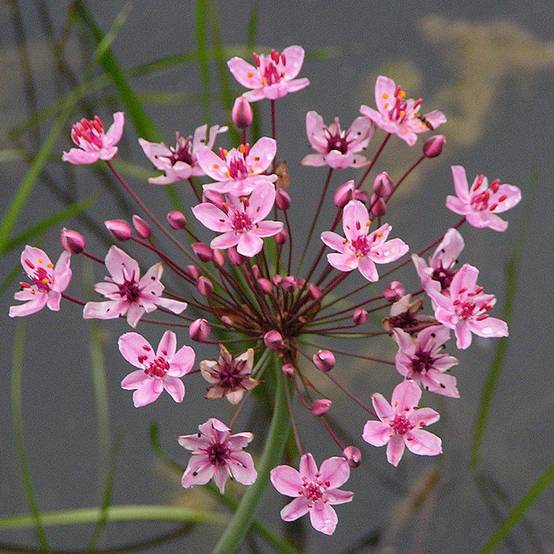 Butomus umbellatus - Jonc fleuri Godet de 8/9 cm