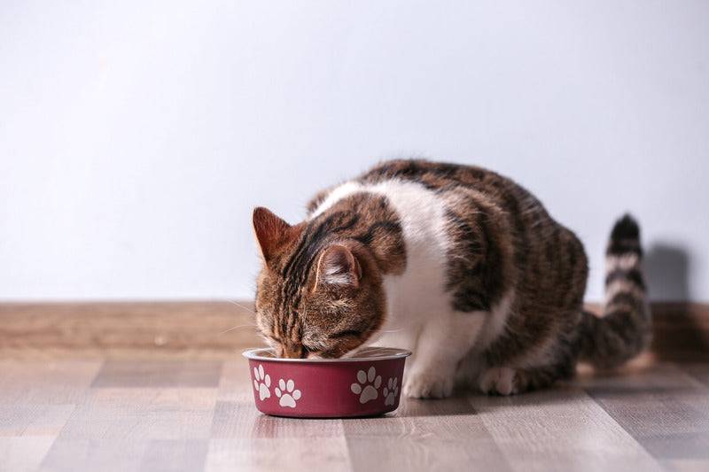 Almo Nature - Almo Nature - Croquettes Holistic Maintenance au Poisson pour Chat - Imagen 2