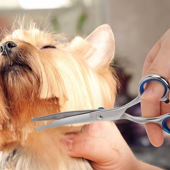 IntiMeg - Ciseaux de toilettage pour chien et chat IntiMeg - Image 6