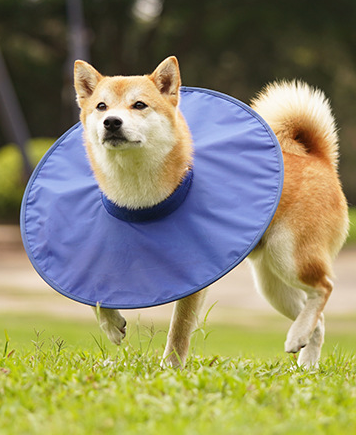 Collier Élisabéthain pour Chien/Chat - Anti-Léchage & Protection-IntiMeg - Image 3