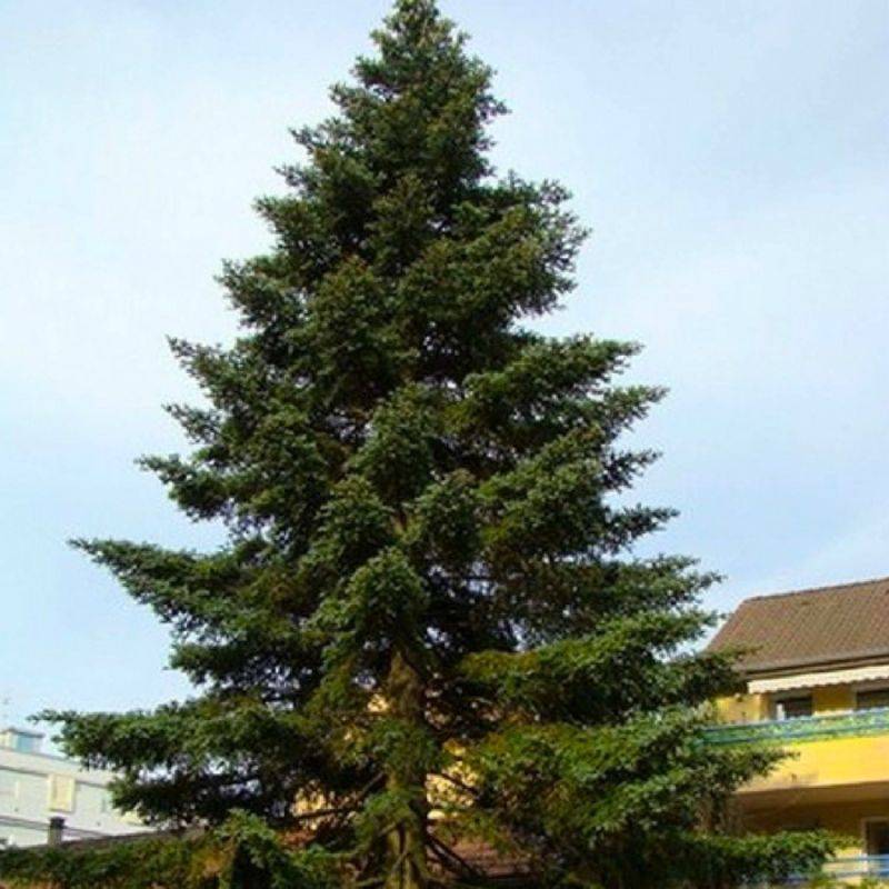 Sapin d'Espagne (Abies pinsapo) - Godet - Taille 13/25cm - Pépinières Naudet - Imagen 1