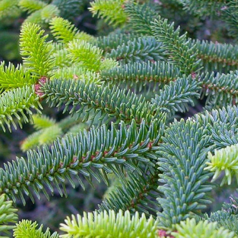 Sapin d'Espagne (Abies pinsapo) - Godet - Taille 13/25cm - Pépinières Naudet - Imagen 2