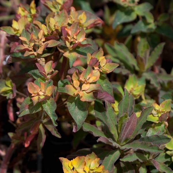 Euphorbia polychroma Purpurea - Euphorbe polychrome Godet de 8/9 cm