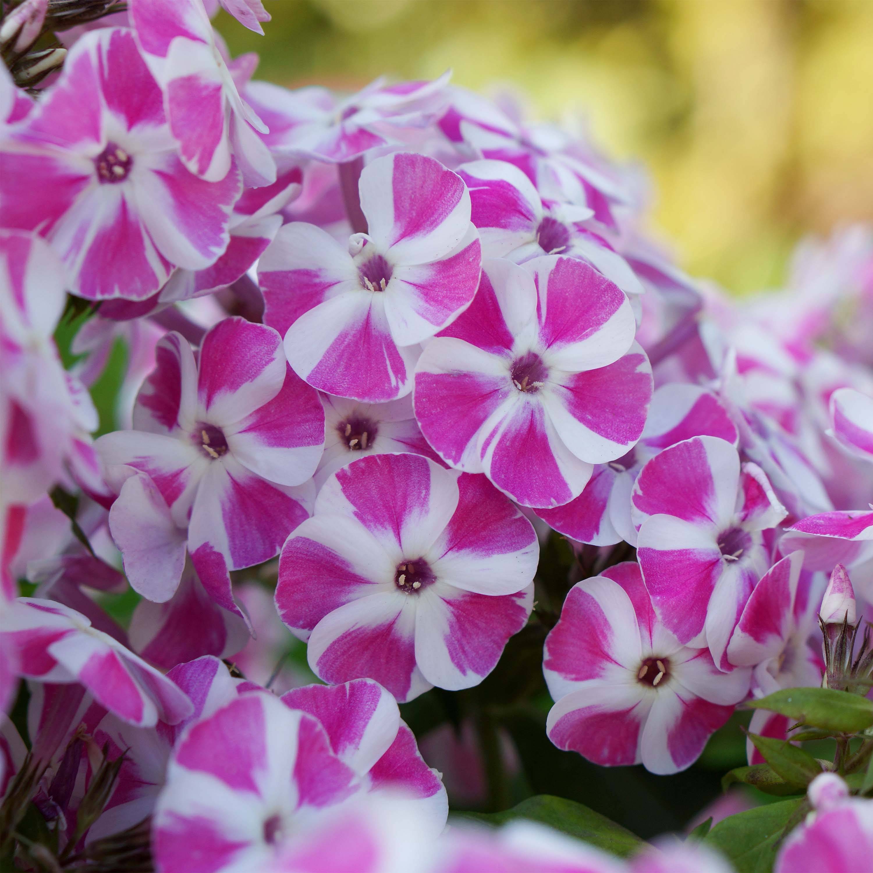 Phlox paniculata Bambini Candy Crush Pot de 2L/3L
