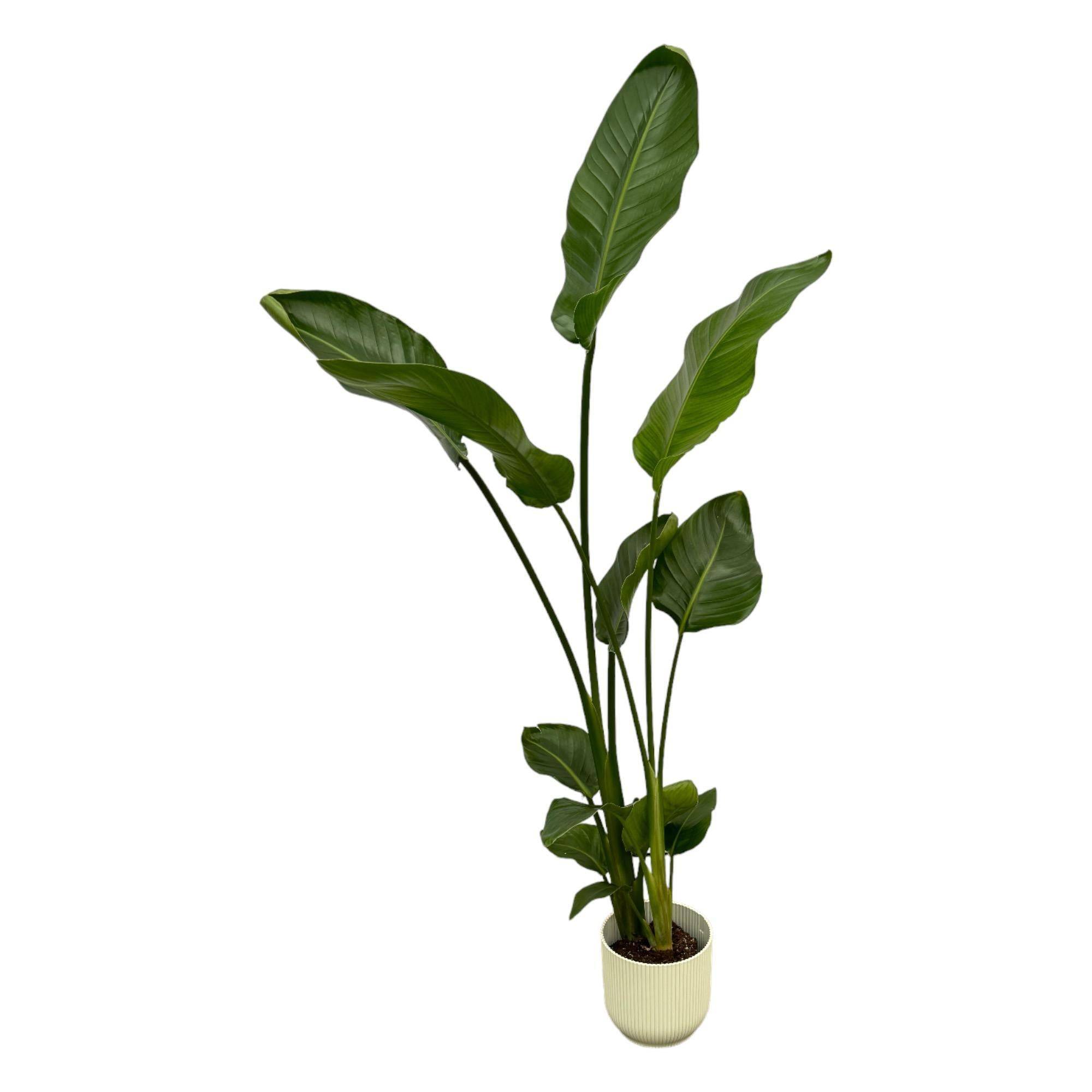 La Green Touch - Strelitzia Nicolai 100cm et son pot- La Green Touch Blanc 18cm - Hauteur 100cm