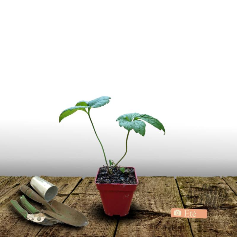 Anémone du Japon Loreley à fleurs Rose/ - feuillage Caduc - Godet - 5/20 cm - Imagen 3