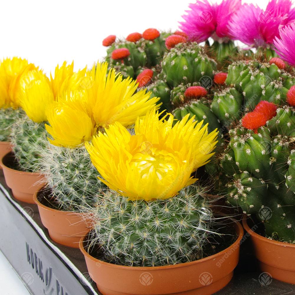Gardenersdream - Assortiment Mini Cactus Disco Plante D'Intérieur En Pot 5,5 Cm Petit Cadeau Pour Maison / Bureau (Lot De 20) - GardenersDream - Imagen 4