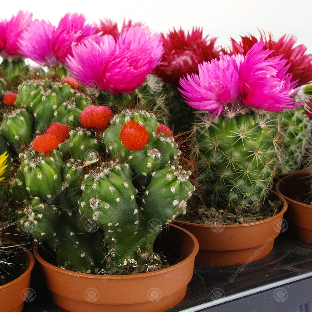 Gardenersdream - Assortiment Mini Cactus Disco Plante D'Intérieur En Pot 5,5 Cm Petit Cadeau Pour Maison / Bureau (Lot De 20) - GardenersDream - Imagen 3