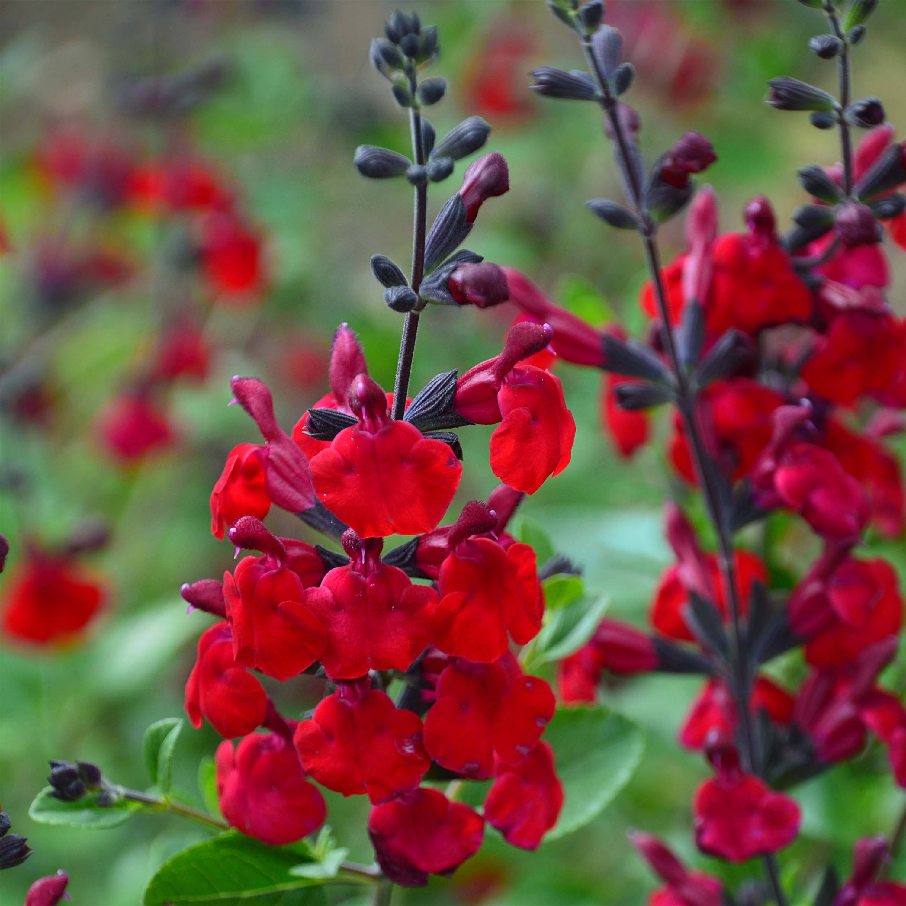 Promesse de Fleurs - Sauge arbustive Reve Rouge - Salvia jamensis Pot de 2L/3L