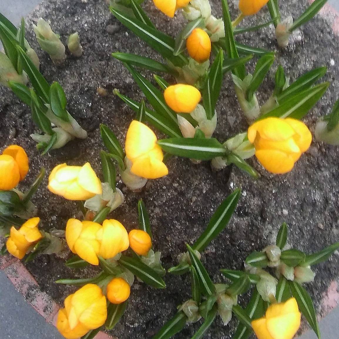 Promesse de Fleurs - Crocus olivieri ssp olivieri Bulbe calibre I (par 5)