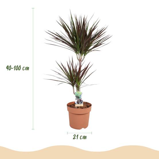 Dracaena Magenta - Ø21cm - ↕100cm - Plantes d’intérieur - Image 3