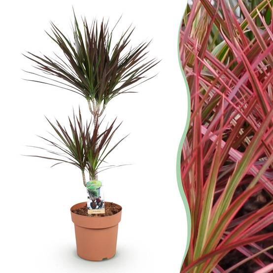 Dracaena Magenta - Ø21cm - ↕100cm - Plantes d’intérieur - Image 1