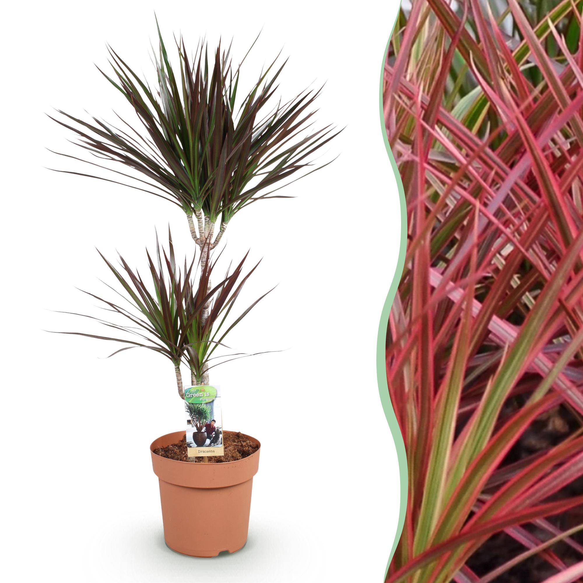 Dracaena Magenta - Ø21cm - ↕100cm - Plantes d’intérieur