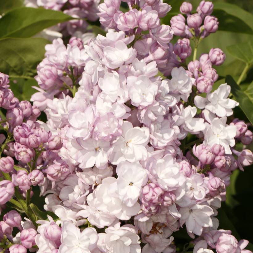 Promesse de Fleurs - Lilas - Syringa vulgaris Rose de Moscou Pot de 4L/5L
