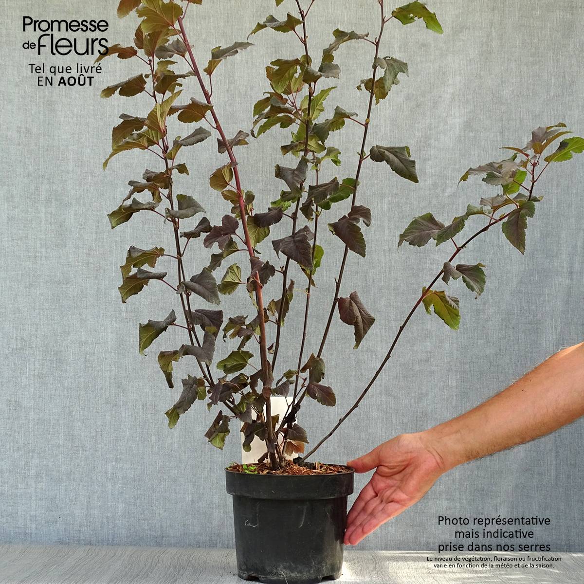Promesse de Fleurs - Physocarpus opulifolius Lady in Red - Physocarpe à feuillage pourpre Pot de 3L/4L - Image 2