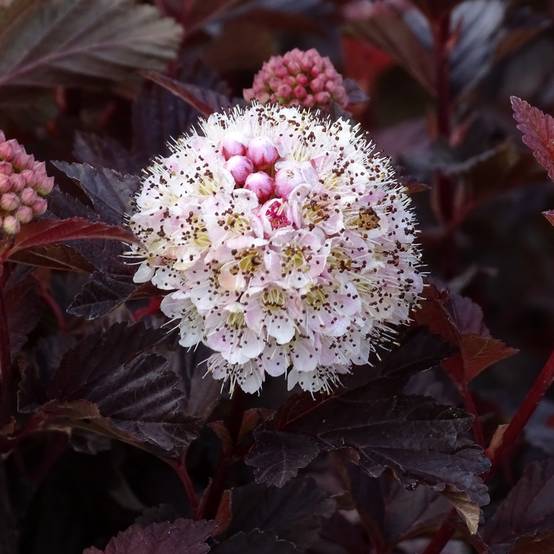 Promesse de Fleurs - Physocarpus opulifolius Lady in Red - Physocarpe à feuillage pourpre Pot de 3L/4L - Image 1