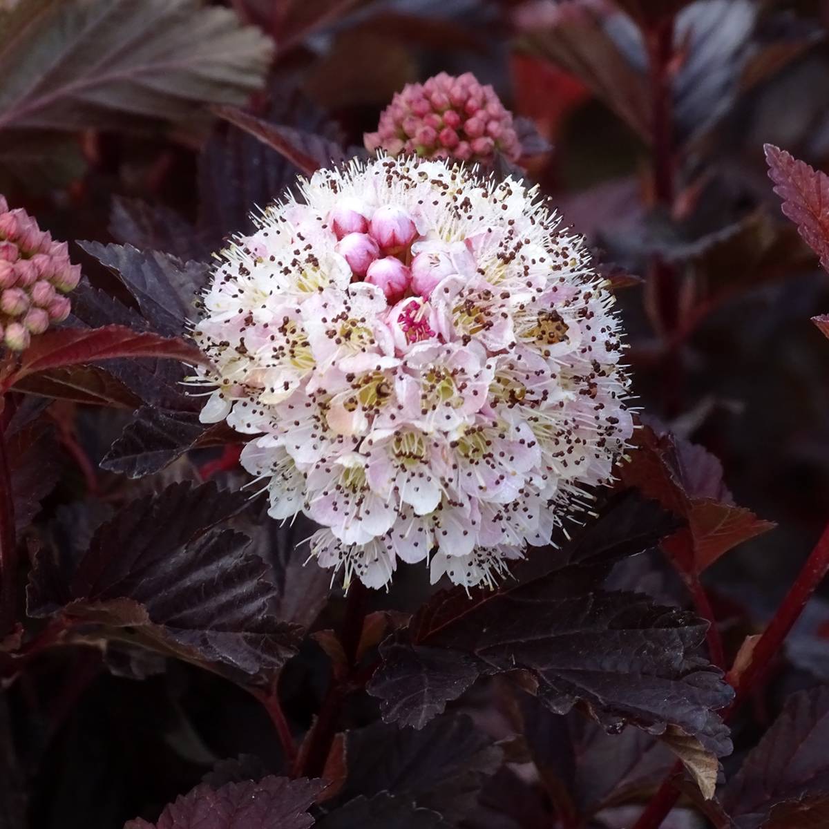 Promesse de Fleurs - Physocarpus opulifolius Lady in Red - Physocarpe à feuillage pourpre Pot de 3L/4L - Image 1