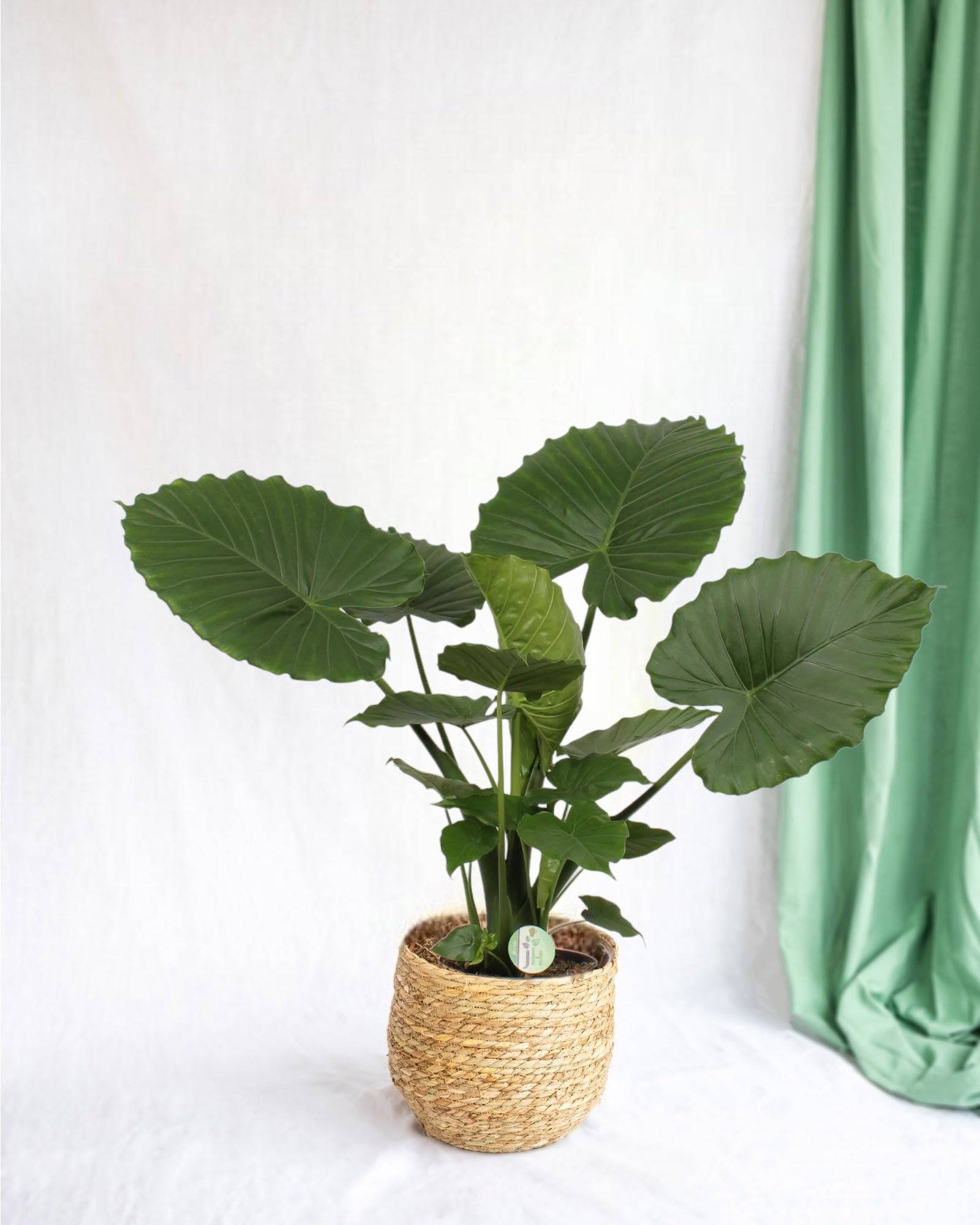 La Green Touch - Alocasia Gageana California 80cm - Plante d'intérieur- La Green Touch