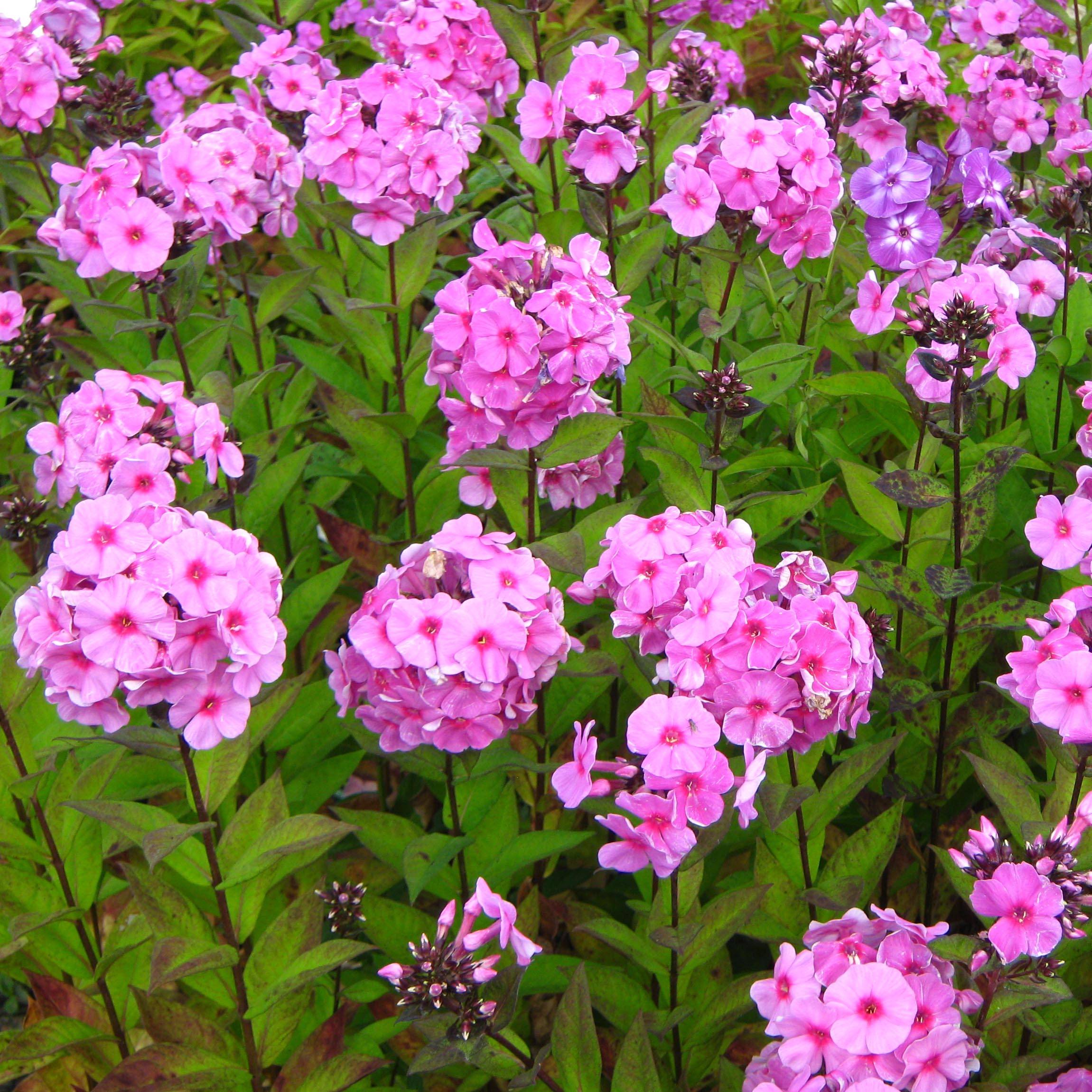 Phlox paniculata Eva Cullum Godet de 8/9 cm