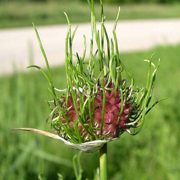 Promesse de Fleurs - Ail d'ornement - Allium Hair Bulbe calibre 5+ (par 10)