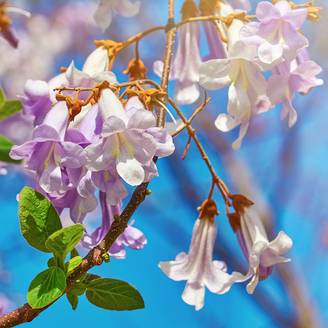 Paulownia fortunei April Light - Arbre du dragon Pot de 1L/1,5L