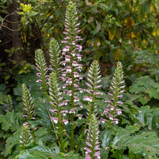 Graines d'Acanthe à feuilles molles - Acanthus mollis le sachet de 10 graines environ (2g)