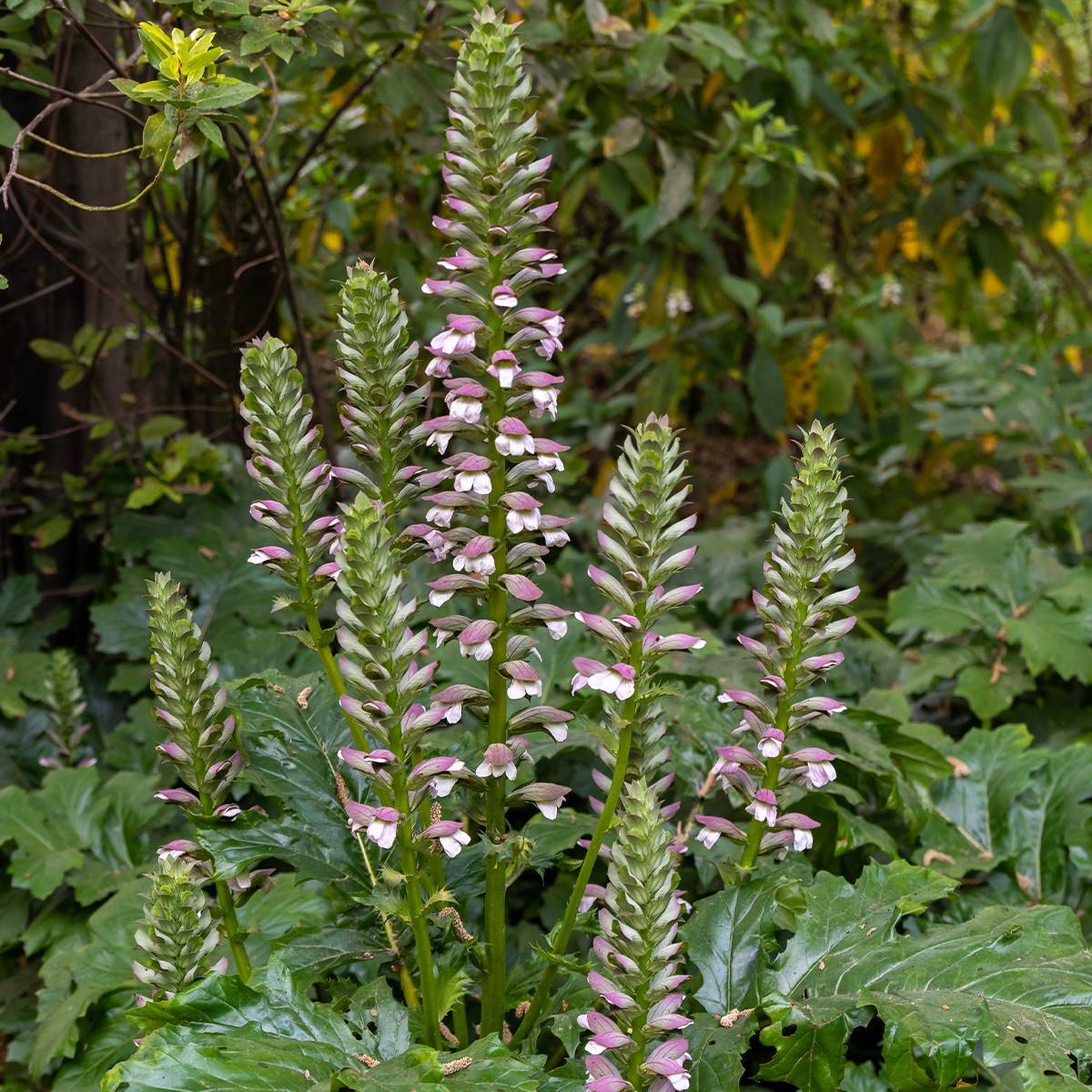 Graines d'Acanthe à feuilles molles - Acanthus mollis le sachet de 10 graines environ (2g)
