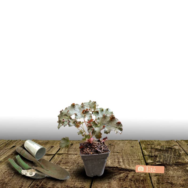 Heuchere Black Beauty® à fleurs Rose/Blanche - feuillage Persistant - Godet - 5/20 cm - Imagen 3