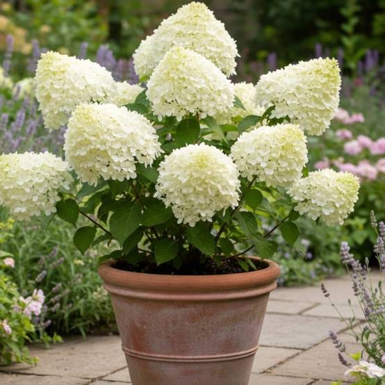 Hortensia paniculata Séléction, Hydrangea paniculata à fleurs Blanche/ - feuillage Caduc - Pot de 4L - 40/60 cm - Image 2