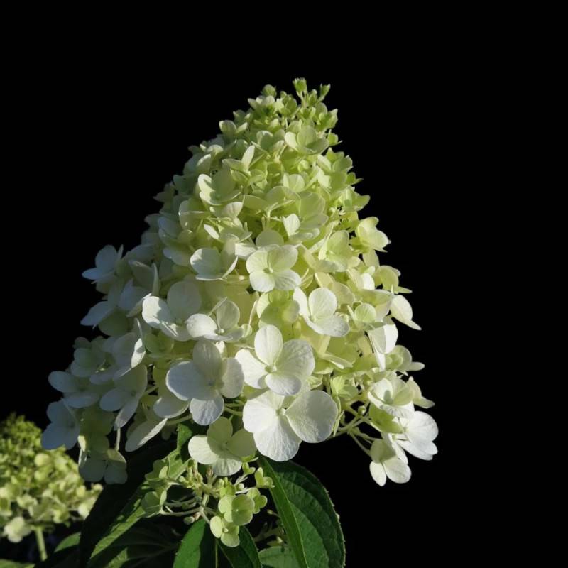 Hortensia paniculata Séléction, Hydrangea paniculata à fleurs Blanche/ - feuillage Caduc - Pot de 4L - 40/60 cm - Image 1