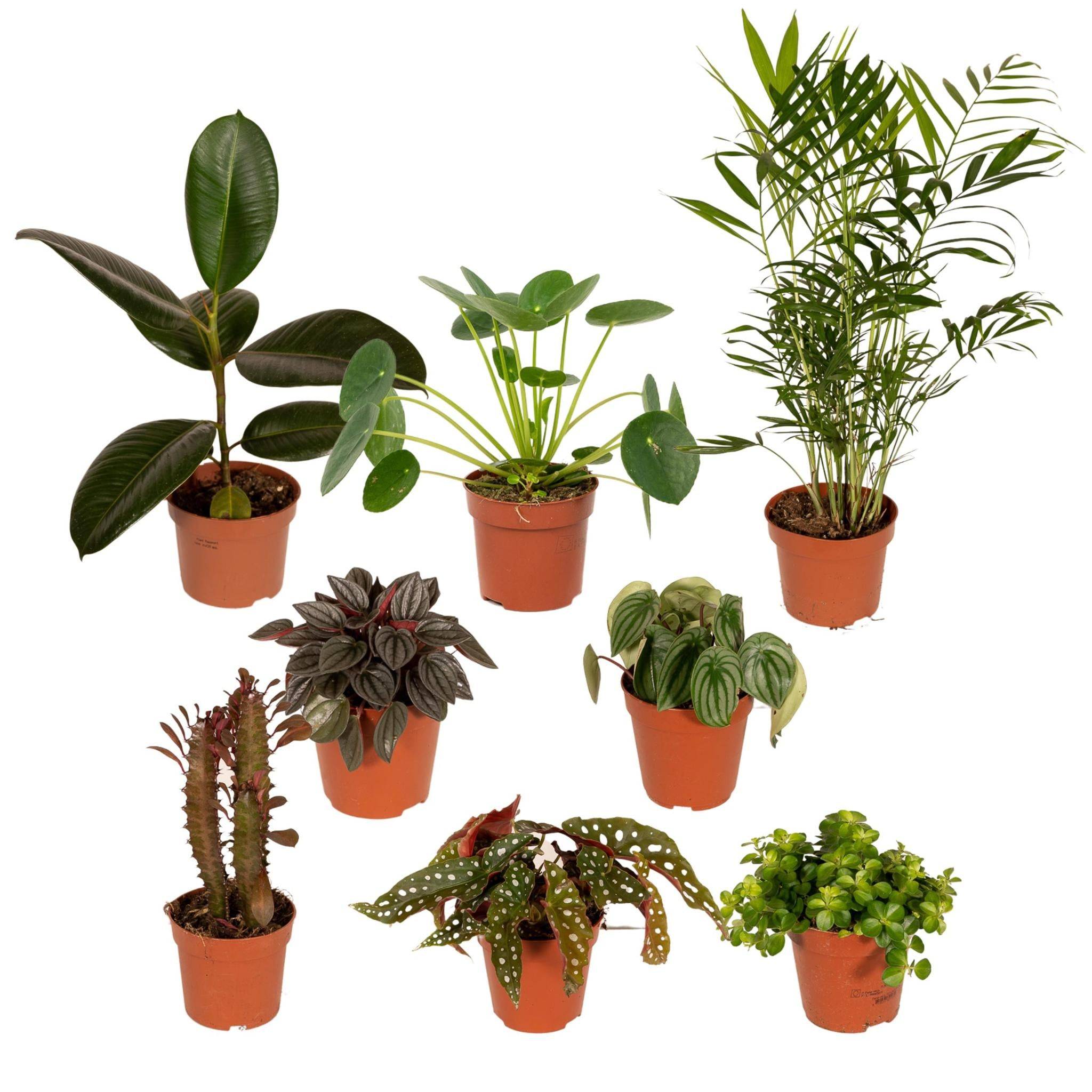 La Green Touch - Box à petit prix - 8 plantes surprises 30cm - Plante d'intérieur - La Green Touch