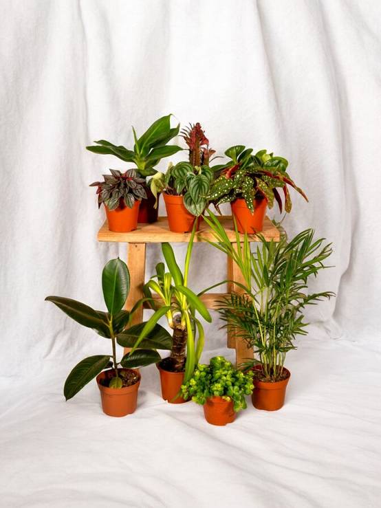 Box à petit prix - 8 plantes surprises 30cm - Plante d'intérieur - La Green Touch - Image 2