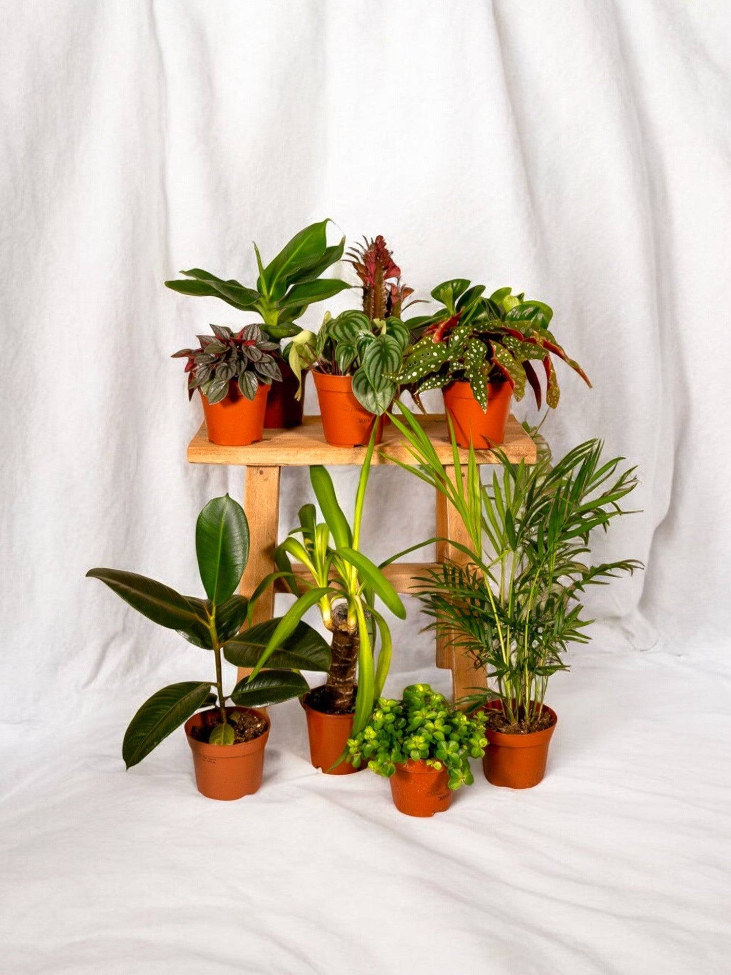 Box à petit prix - 8 plantes surprises 30cm - Plante d'intérieur - La Green Touch - Image 2