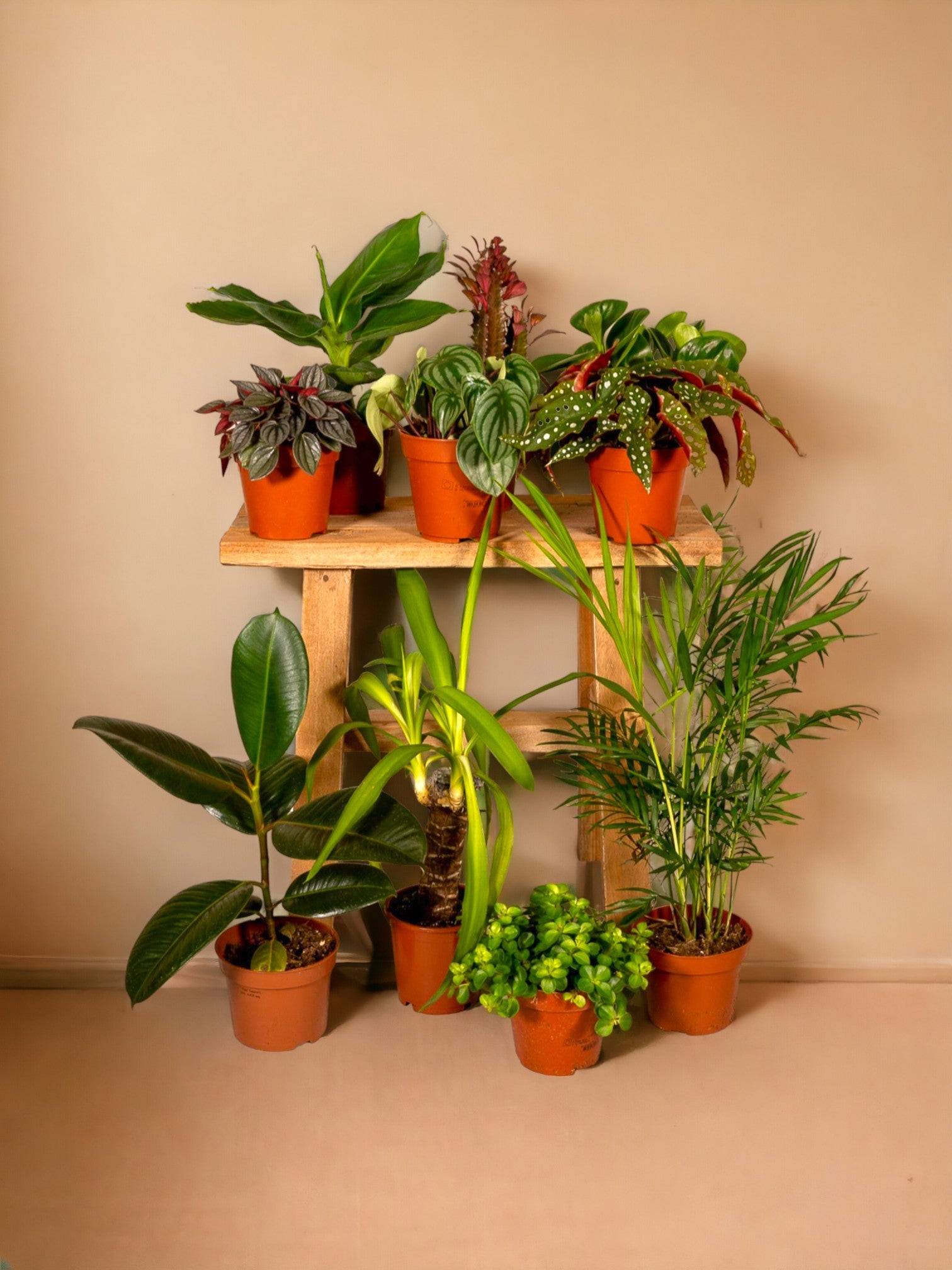 Box à petit prix - 8 plantes surprises 30cm - Plante d'intérieur - La Green Touch - Image 3