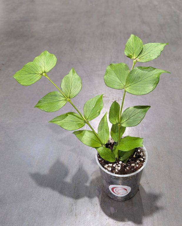 Hoya Polyneura - Hoya Queue de Poisson D. 9cm H. 15cm - Plante d'intérieur - IndoorPoppies - Image 5