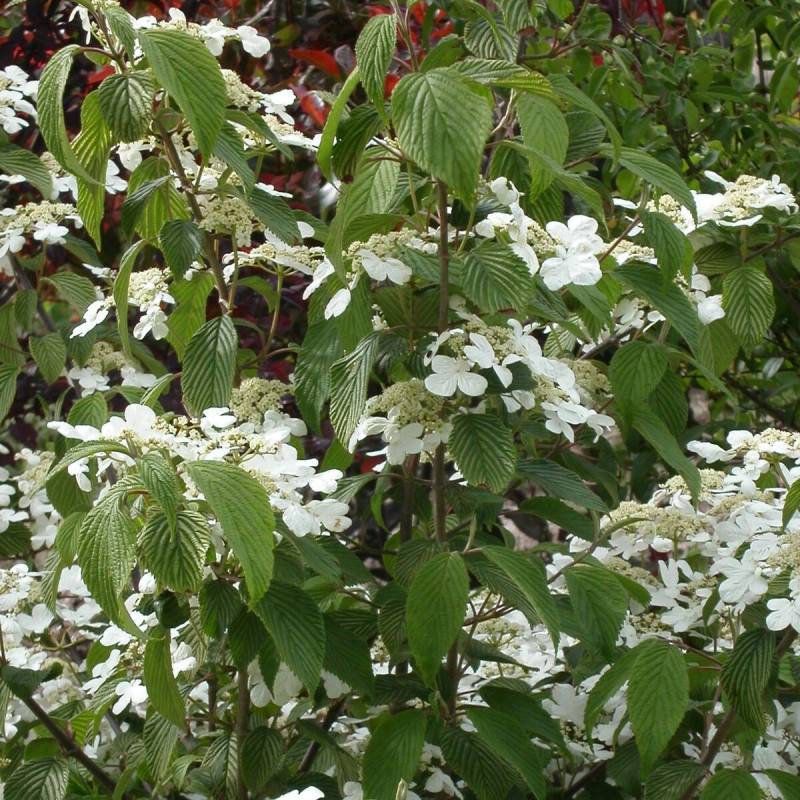 Viorne de Chine Watanabe, Viburnum à fleurs Blanche - feuillage Caduc - Pot de 3L - 40/60 cm-  hauteur à maturité De 1,00 m à 1,50 m - Imagen 1
