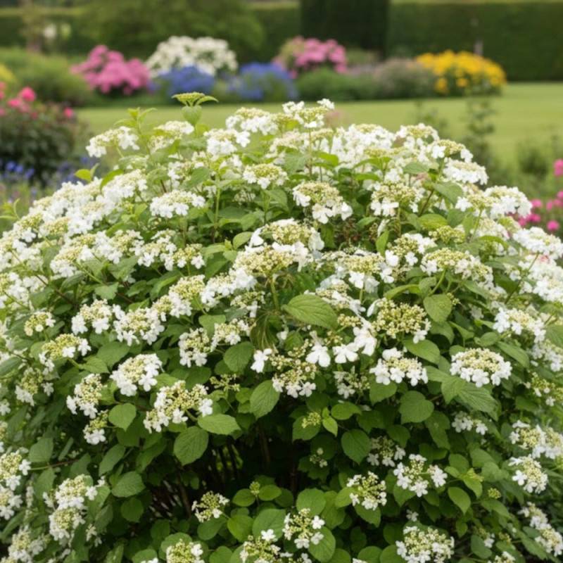 Viorne de Chine Watanabe, Viburnum à fleurs Blanche - feuillage Caduc - Pot de 3L - 40/60 cm-  hauteur à maturité De 1,00 m à 1,50 m - Imagen 4